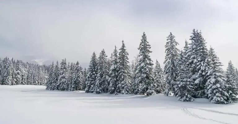Plantar árvores no Ártico: entenda por que isso pode ser um erro
