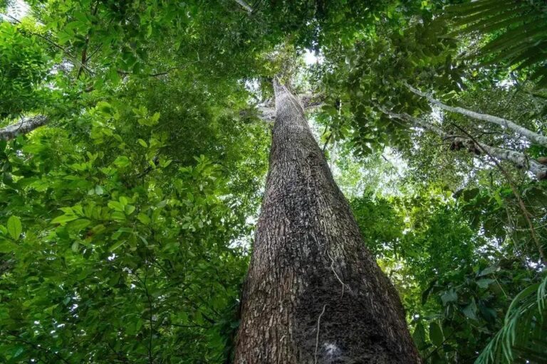 Cientistas revelam como árvores cápsulas do tempo preservam a história da Terra