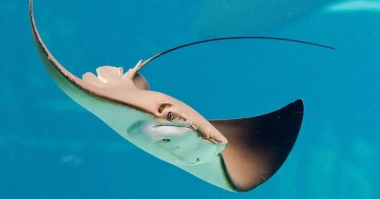 Inspiração em arraias-manta: robôs que nadam mais eficientes e inovadores